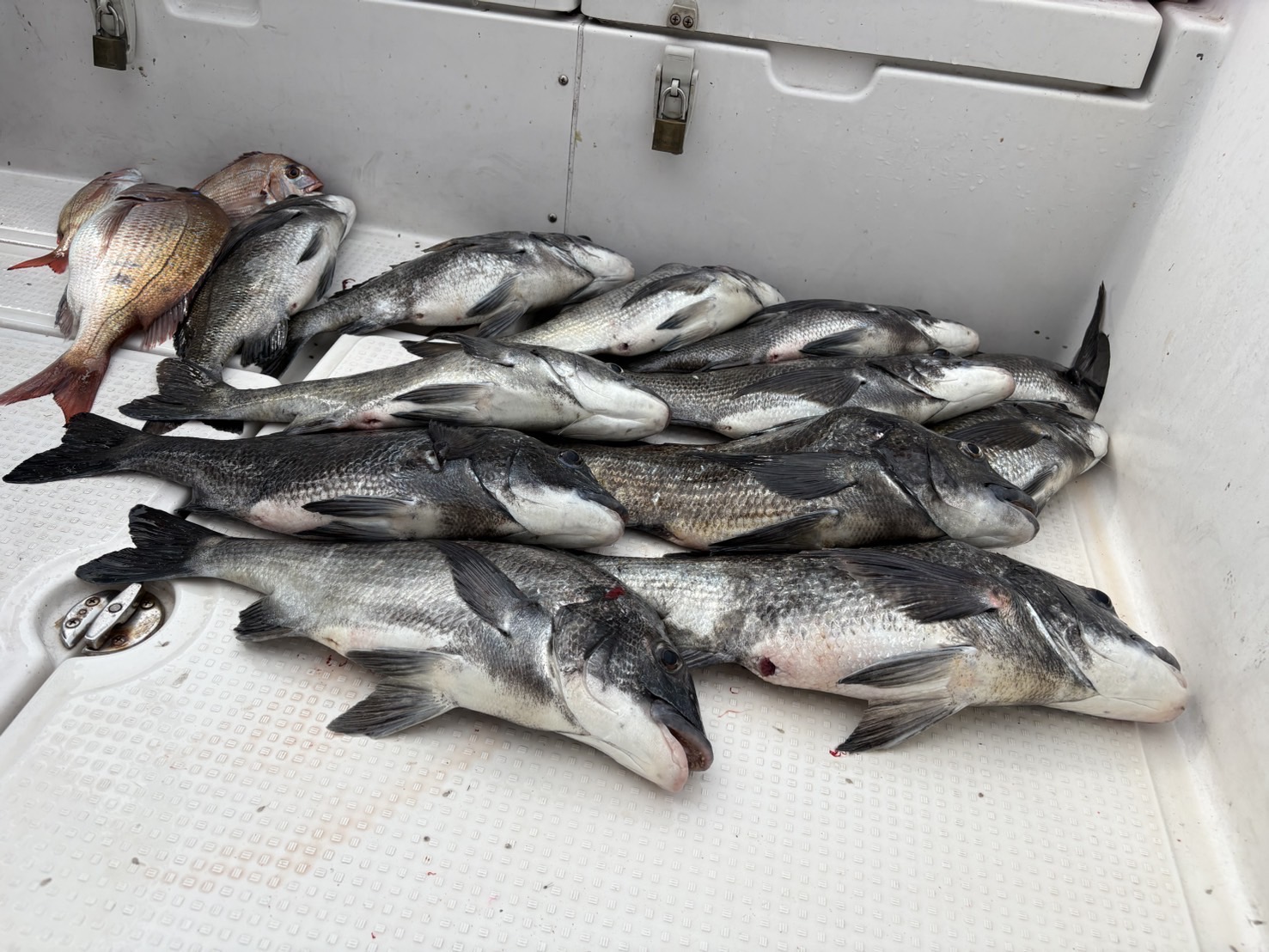 フカセ釣りで釣れた良型チヌ3枚