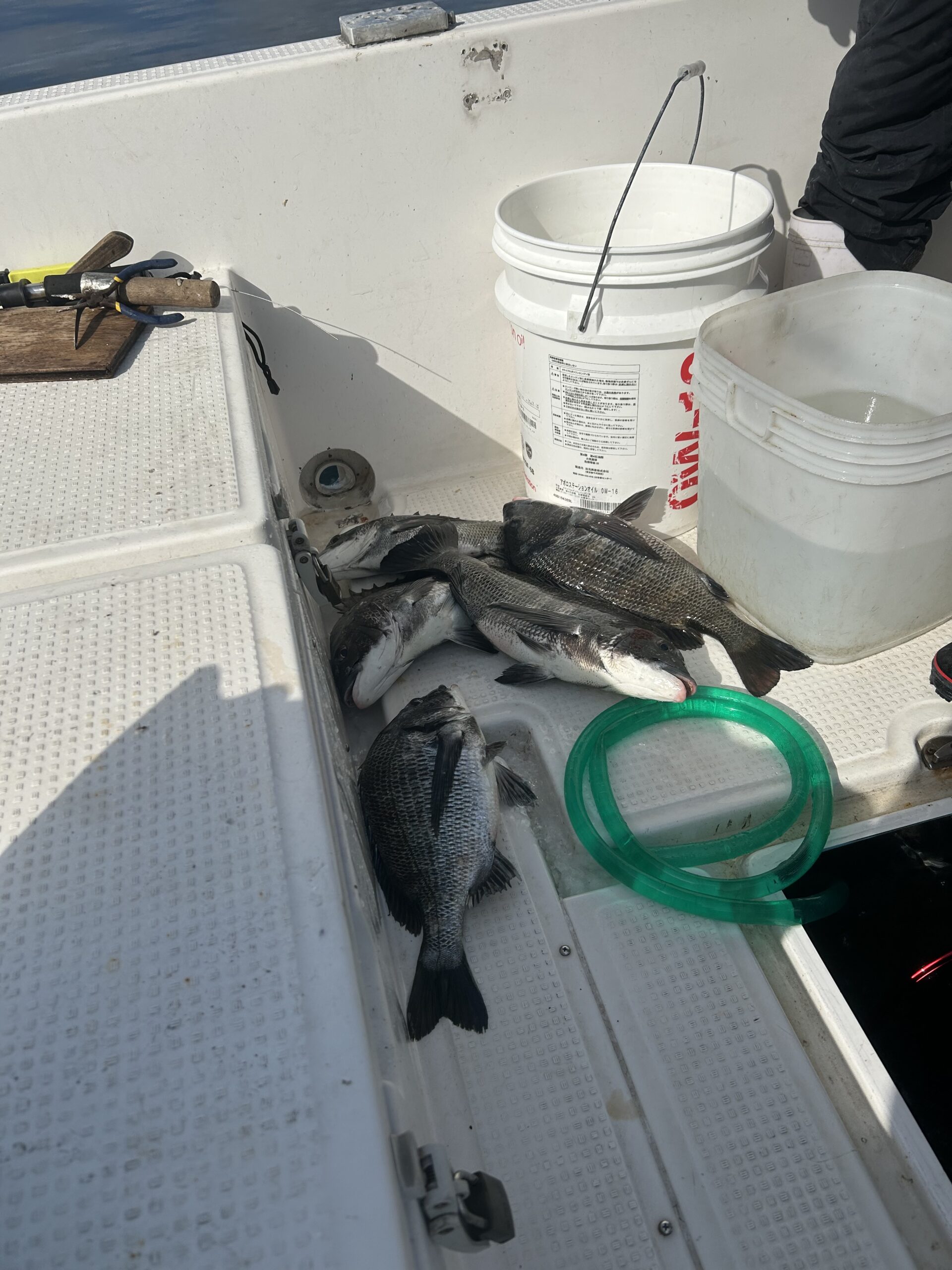 筏でのかぶせ釣り釣果:次々と上がるチヌ