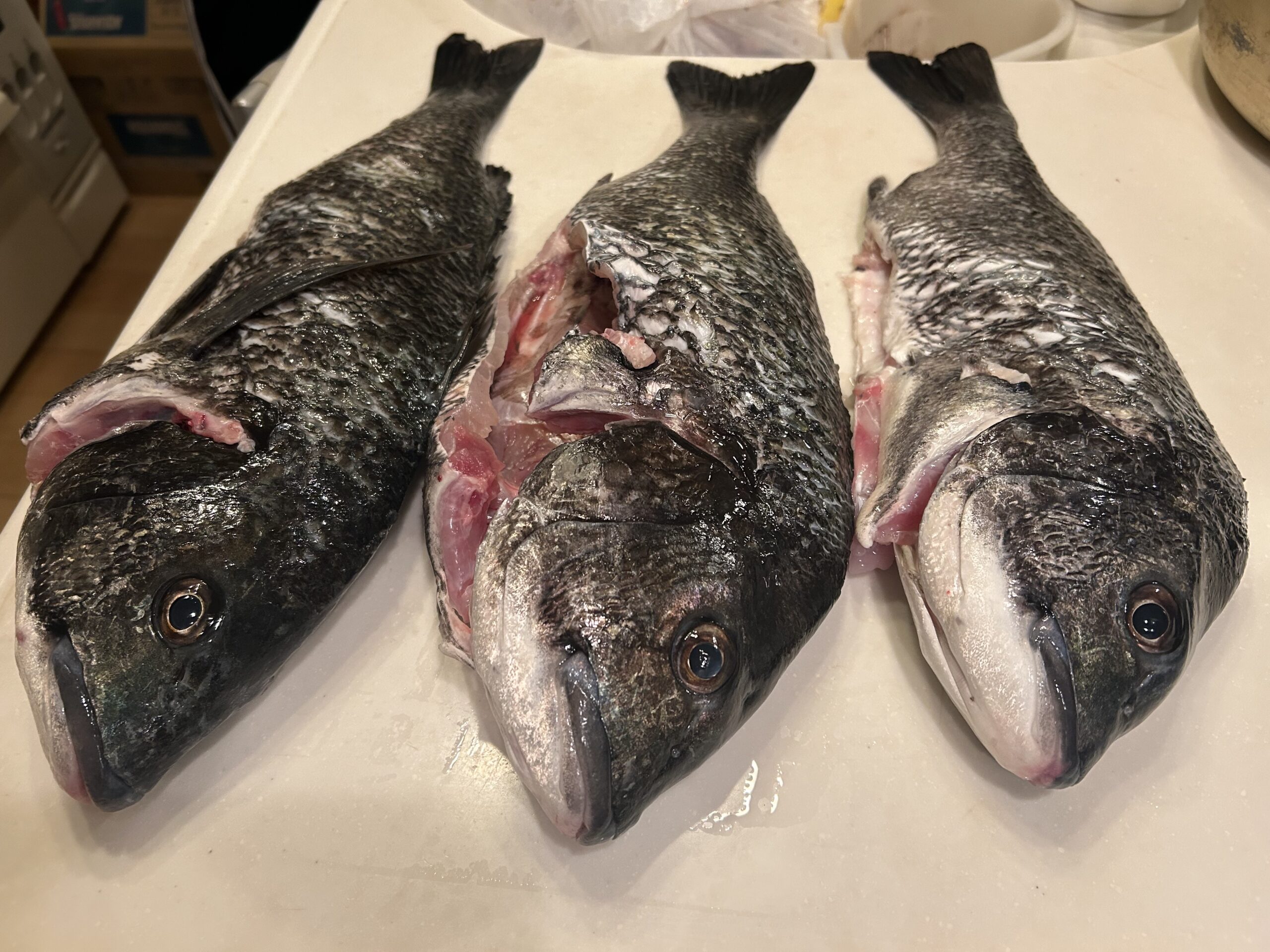 かぶせ釣りでの釣果:クーラー満タンのチヌ