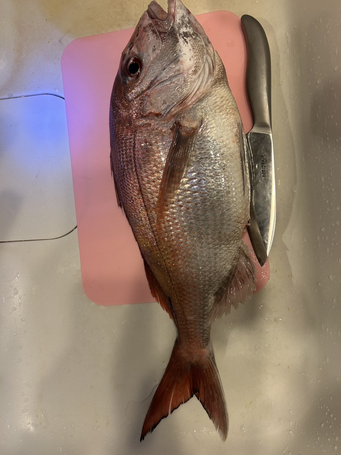 かぶせ釣りでまさかの真鯛ゲット